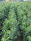Prunus Genolia 120-140 cm IM TOPF. 12 immergrüne Kirschlorbeer Heckenpflanzen