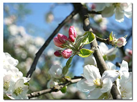 Glücksvilla - Apfelblüten-Frühling 4 - div. Maße (modernes Acrylglas-Bild 5 mm, 40 x 30 cm) aus DE - Kunstdruck XXL Deko-Wandbild quer - Natur Botanik Apfel-Baum Garten Blume Blüte Fotografie