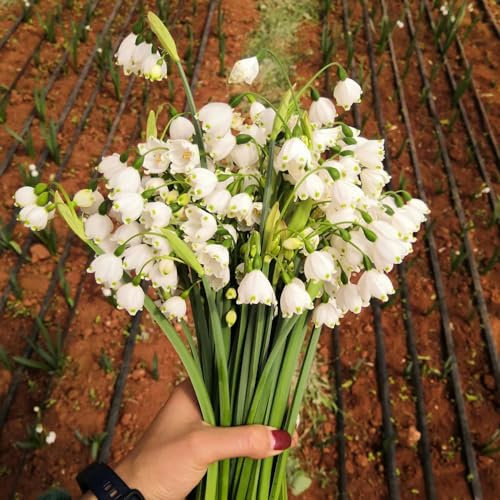 15 Pcs Echte Märzenbecher Zwiebeln - Leucojum Vernum - Blumen Zwiebeln, Minigarten Märzenbecher Pflanze Knollen, Frische Blumen, Gartendeko Für Draußen Frühlingsblüher Zwiebeln, Seltene