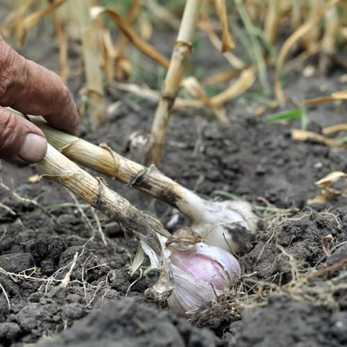 2 pcs steckknoblauch(garlic,knoblauch) winterharte kübelpflanzen knoblauch pflanzen gartenpflanzen winterharte pflanzen für garten bonsai topf schattenpflanzen winterhart pflanzentopf