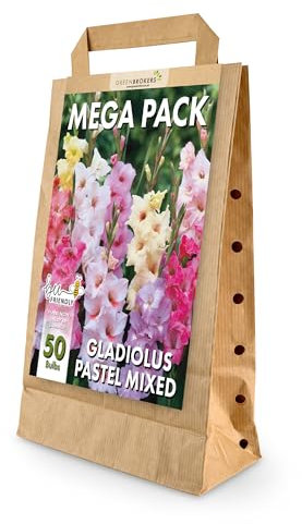 Mega Pack Gladiolus Pastel Colours Bulbs | 50 Mixed Summer Flowering Bulbs | Bee & Butterfly Friendly | Eco Packaging | Premium Holland Selection Quality