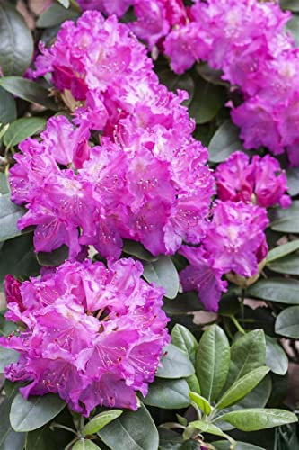 Rhododendron Hybr. 'Omega' 30-40 cm - Rhododendron, weiße Blüten, Blütezeit Mai-Juni, ideal für Halbschatten, immergrün, winterhart