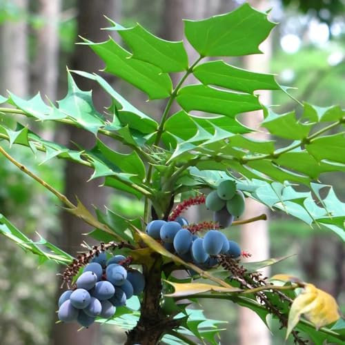 300 pcs mahonie pflanze samen, blumen mehrjährig winterhart, winterharte kübelpflanzen (Mahonia bealei) stauden, schattenpflanzen winterhart blumensamen kaufen, frühlingsblumen flowers,
