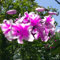Winterharte Lilienzwiebeln, farbenfrohe Lilien, duftend, mehrjährig, Schnittblumen für Vasen, Gartendekoration-2 zwiebeln-a