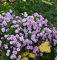 Winteraster Rosensilber - Chrysanthemum hortorum