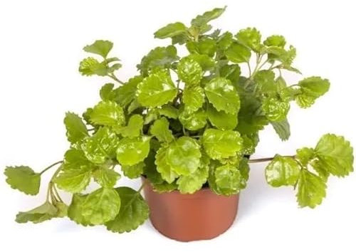 Planta del Dinero Natural - Plectranthus verticillatus - Planta de Crecimiento Rápido