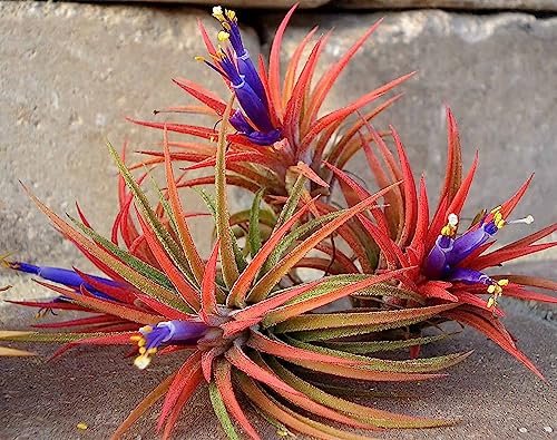 3 Air Plants Iona - Tillandsia Ionantha Rubra