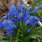 50 pcs blausternchen samen - scilla siberica - blumensamen geschenk, pflanze, scilla siberica blausternchen, blumenbeet, steingartenpflanzen winterhart wiesenblumen samen, balkonpflanzen