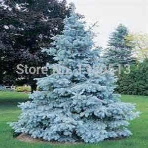 30 / bag azurblauen Zeder Samen, schöne Hof - Blaufichte Seed - beste Bonsai-Baum für zu Hause Begrünung