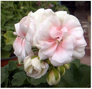 Garten Geranie, Pelargonium Geranien Samen, Pelargonie Blumen - 10 Samen Dunkelgrau