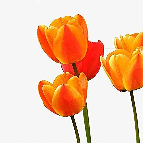 10 Stück Tulpen zwiebeln für die Gartenpflanzung Orange Phnom Penh Blütenblätter schmücken den mehrjährigen Garten Patio Patio Dekoration Leicht zu pflegen um ein Gefühl der Leistung zu pflegen