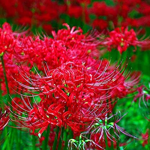 Fstening 5 Stück Rote Lycoris Zwiebeln Bereit Zum Pflanzen Von Heirloom Hardy Radiata Spider Lily Geeignet Für Die Ganzjährige Dekoration Des Gartenhofs
