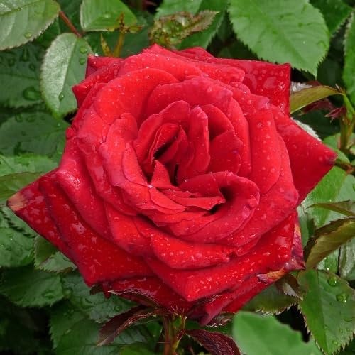 Rose Bella Christina - A Beautiful Red Potted Rose Bush for The Garden - Unique Personalised Gift for A Person Named Christina