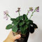 200 pcs Funkien Pflanze Samen, Hosta Pflanze, Blumen Balkon, Bonsai Samen, Hosta Plantaginea, Gartendeko Für Draußen Frühlingsblumen Deko Wohnzimmer Modern Blumenbeet, Steingartenpflanzen