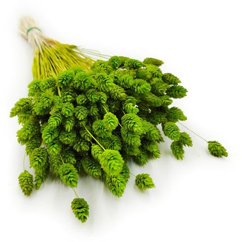 Enchanted Dekogras Getrocknetes Gras Ziergras Kanariengras Phalaris Trockenblumen Natürlich Boho Ca. 100 Stück 80 g Seladongrün