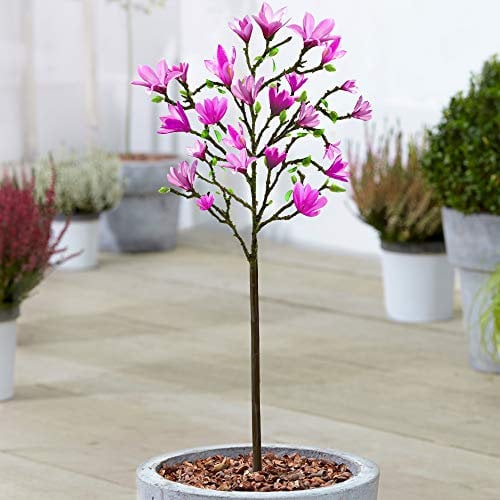 Gardeners Dream Magnolie Baum 'Susan' - Magnolienbaum Winterhart & Mehrjährig - Tulpenmagnolie Baum - Blühende Winterharte Pflanzen für Garten, Kübel & Balkon - 60-90 cm Magnolia Baum im Topf