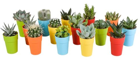 Mix de 15 cactus et succulentes et leurs caches-pots colorés h13cm