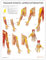 Anatomy Stuff Poster mit Triggerpunkten: obere Extremitäten, 45 x 60 cm, Physiotherapie-Lernwerkzeug, Schmerzzonen-Diagramm