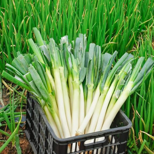 semi di erba cipollina, vaso bonsai, piante verdi piante resistenti in vaso, decorative vasi per, da giardino da appartamento, per luoghi soleggiati coltivazione di semi, balcone, 200pcs