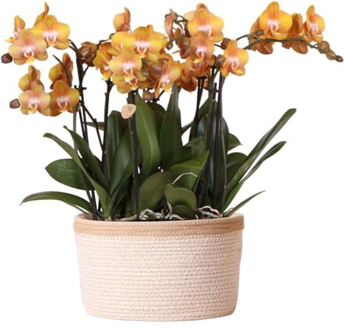 Kolibri Orchids | orange Orchideen-Set im Baumwollkorb inkl. Wassertank | drei orange Orchideen Las Vegas 12cm | Mono Bouquet orange mit autarkem Wassertank.