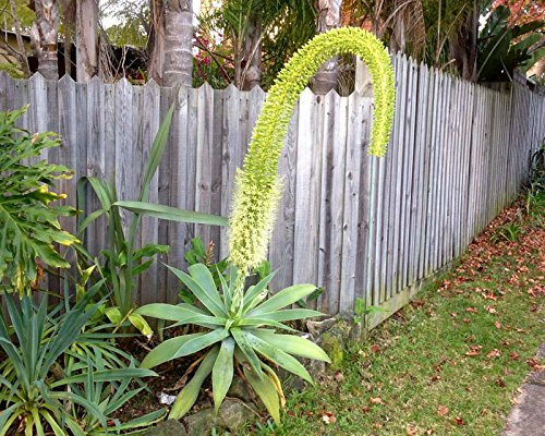 Exotic agave attenuata coda di volpe ~ Cigni Collo Spineless morbide Agave 5 Semi ~ Non Cactus