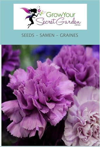Dianthus plumarius violet - Oeillet mignardise