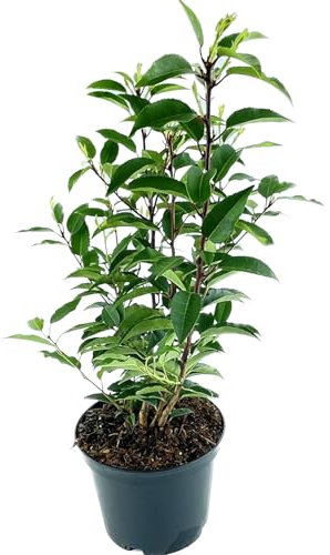 Prunus Lusitanica Angustifolia 45-60 cm von Intragarten im c2 Topf