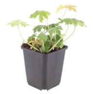 Exotenherz Geranium macrorrhizum Bevans Variety - Balkan Storchschnabel - 9cm Topf - 10-25cm - Set mit 6 Pflanzen
