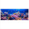 Glasbild 125x50 XL Unterwasser Bunt Panorama Wandbild Glasbilder Deko Modern