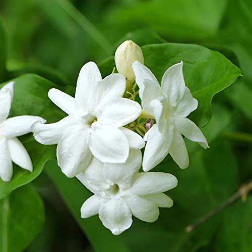 50 Stück samen jasmin pflanze duftend winterhart wildblumen pflanzen geschenk stauden gärtner winterharte pflanzen für den garten dekopflanze garden blumensamen balkon seeds hochbeett