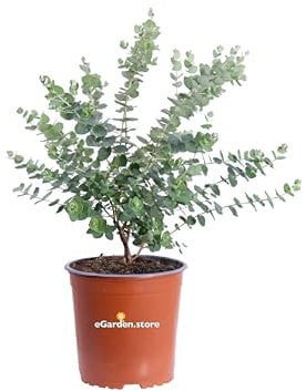 Pianta di Eucalipto Moon Lagoon pianta di Eucalyptus Moon Lagoon pianta da esterno pianta ornamentale cespuglio di Eucalipto pianta profumata pianta vera venduta da eGarden.store