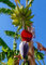 TROPICA - Grande banane à manger (Musa X paradisiaca) - 10 graines- Plante util.e