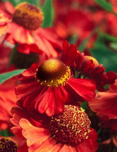 Helenium x cult. 'Ruby Tuesday' 11 cm Topf – Winterhart, Mehrjährig, Pflegeleicht – Sonnenbraut – Staude für Beet & Rabatte