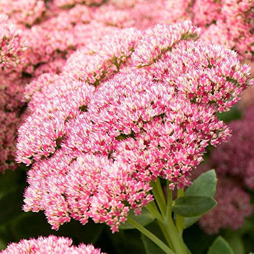 Sedum Herbstfreude - Joie d'automne | Plante vivace de jardin extérieur caduque
