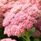 Sedum Herbstfreude - Joie d'automne | Plante vivace de jardin extérieur caduque