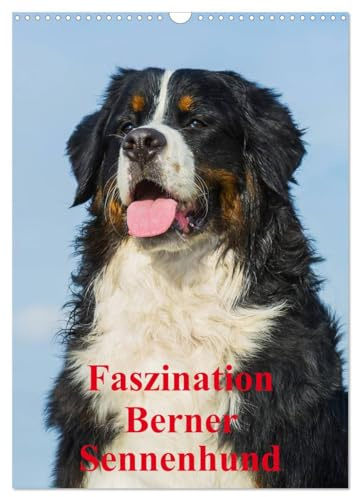 Faszination Berner Sennenhund (Wandkalender 2026 DIN A3 hoch), CALVENDO Monatskalender: Auf 13 bezaubernden Fotos begleiten uns Berner Sennenhunde durch das Jahr (CALVENDO Tiere)
