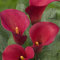 Red Passion (rouge) Zantedeschia bulbes de lys de Calla, 5 vrais gros bulbes portant plus de 5 fleurs, plante de jardin idéale, de Hollande (pas de graines et non artificiels)