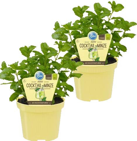 Bio Minze Hugo-Cocktail-Minze (Mentha spicata), Kräuter Pflanzen aus nachhaltigem Anbau, (2 Pflanzen im Set)