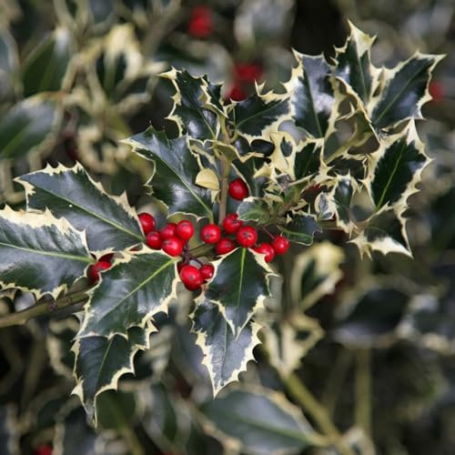 Plant Theory Argentea Marginata Broad Leaved Silver Holly Ilex Aquifolium Outdoor Shrub Plant 3L Pot
