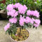 100 pcs Rhododendron samen- garten geschenk，pflanzen für sonnige plätze balkonpflanzen，gartenpflanzen，Wunderschön leuchtende Blumen mit winterharte pflanzen für garten，schnell wachsender