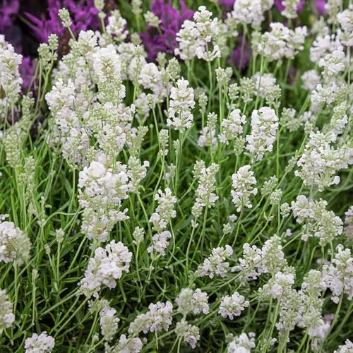 Carbeth Plants Lavender Angustifolia White 6 Pack - Pollinator Friendly English Lavender Hardy Perennial Plants - Drought Tolerant & Easy Grow Shrubs - Ideal for Beds, Borders, Containers & Pots (1)