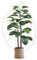 Maia Shop | Ficus Artificiale | Ficus Elastica | Piante finte | Misure: 120 x 60 cm | Piante Finte da Interno | Piante Artificiali | Piante Finte Decorative | Decorazioni casa