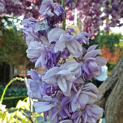 Pianta vera di Wisteria floribunda Violacea Plena o Black Dragon - Diametro Vaso Ø 15 cm