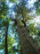 Thuja plicata - Western Red Cedar - 100 Seeds:Seeds Only