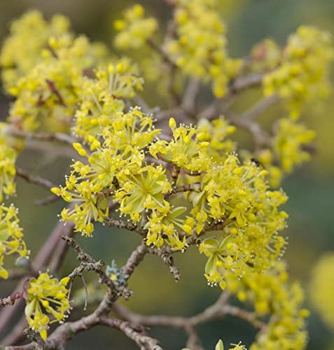 Asiatische Kornelkirsche 80-100cm - Cornus officinalis - lebende Pflanzen aus der Baumschule
