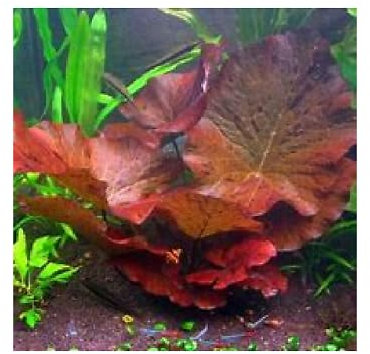 Lotus tiger red/rouge nenuphar plante aquarium
