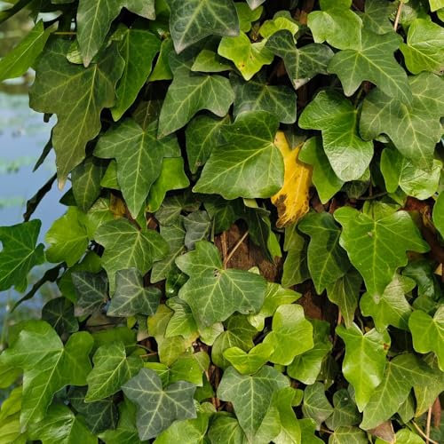 30 pcs Efeu Pflanze Samen - Kletterpflanzen Winterhart, Deko Pflanzen Efeu Samen Indoor - Hedera nepalensis - Kletterpflanzen Pflanzen Topf Gemeiner Efeu Samen, Gartenpflanzen Winterhart