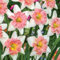 Surtido De Narcisos Trompeta – FloracióN Duradera, Bulbos De Narcisos Perennes Resistentes | El Complemento Perfecto Para Cualquier JardíN-4 bulbos-B