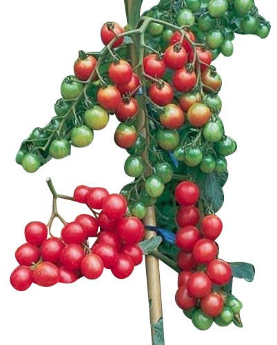 Tomate -Sweet Million- 10 Samen (F1) Ultra Ertrag