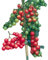 Tomate -Sweet Million- 10 Samen (F1) Ultra Ertrag